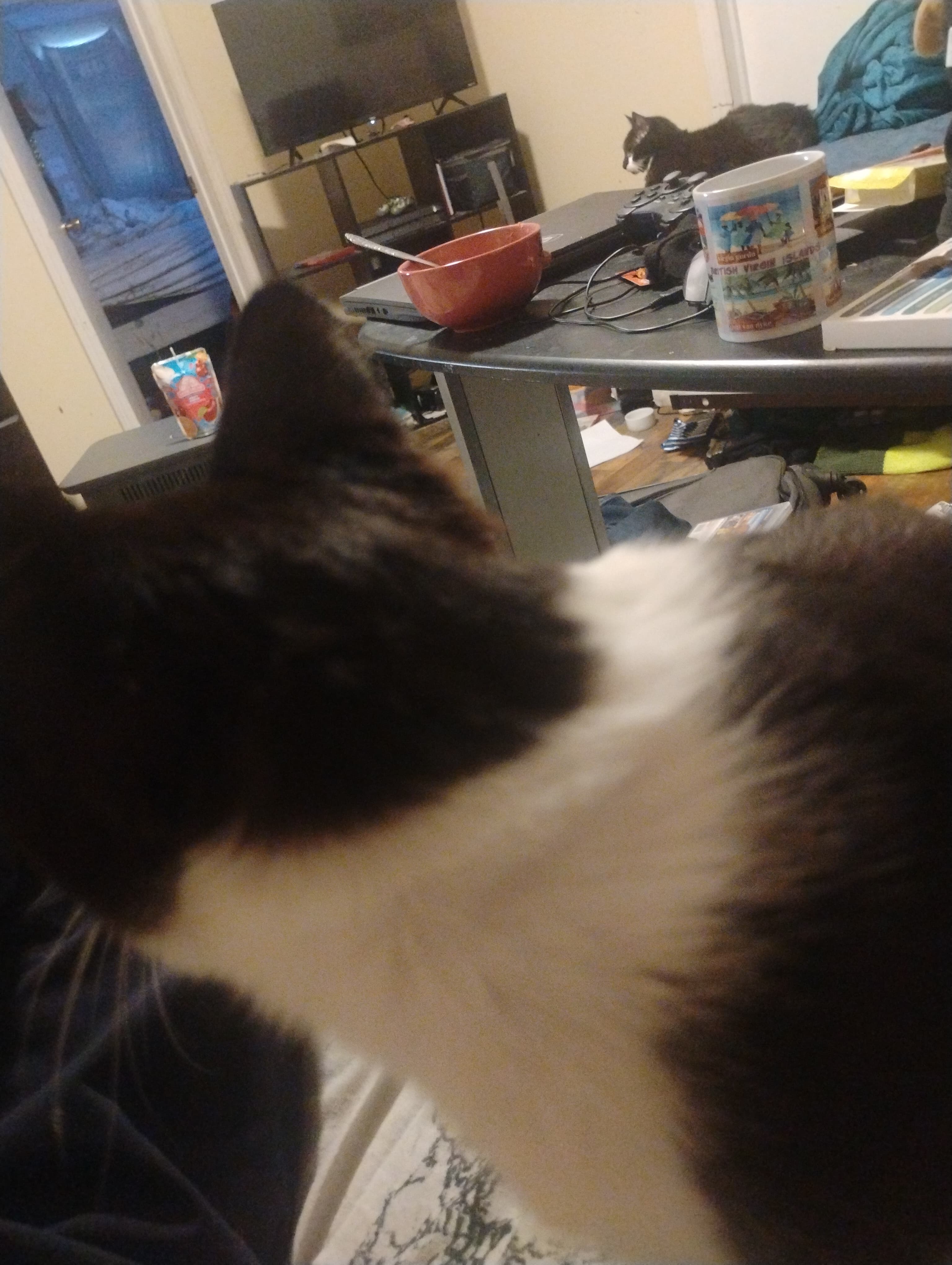 Close-up of a black and white cat's fur with a cluttered desk and second cat.